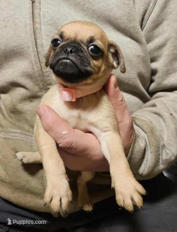Pink – Pug puppy for sale in Groton, NY