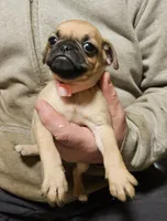 Pink, a female Pug for sale in Groton, NY – Photo 1 of 9