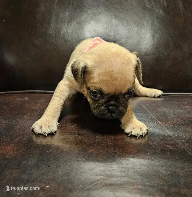 Pink – Pug puppy for sale in Groton, NY