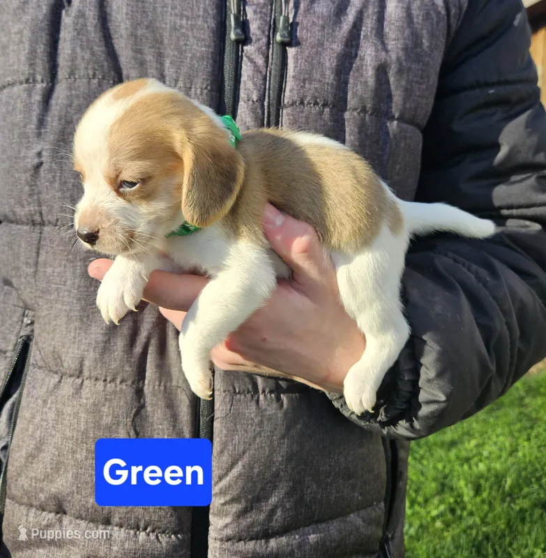 Green – Beagle puppy for sale in Groton, NY