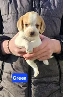 Green, a male Beagle for sale in Groton, NY – Photo 3 of 5