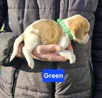 Green, a male Beagle for sale in Groton, NY – Photo 2 of 5