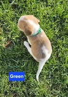 Green, a male Beagle for sale in Groton, NY – Photo 4 of 5