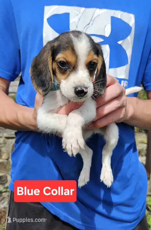 Blue Collar – Beagle puppy for sale in Groton, NY