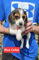 Blue Collar, a male Beagle for sale in Groton, NY – 1 of 5