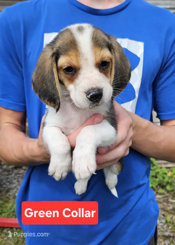 Green Collar – Beagle puppy for sale in Groton, NY