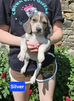 Silver, a male Beagle for sale in Groton, NY – 7 of 10