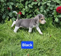 Black Collar, a male Beagle for sale in Groton, NY – 1 of 10