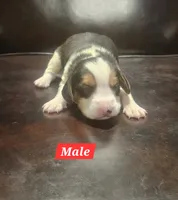 processed/fb64407c-486c-47f1-a1aa-1580ef65dc21/listing/ffd998d4-491f-4cda-9480-01a41e2c479b/5a3c05e5-4960-490f-b84c-5433515a370c