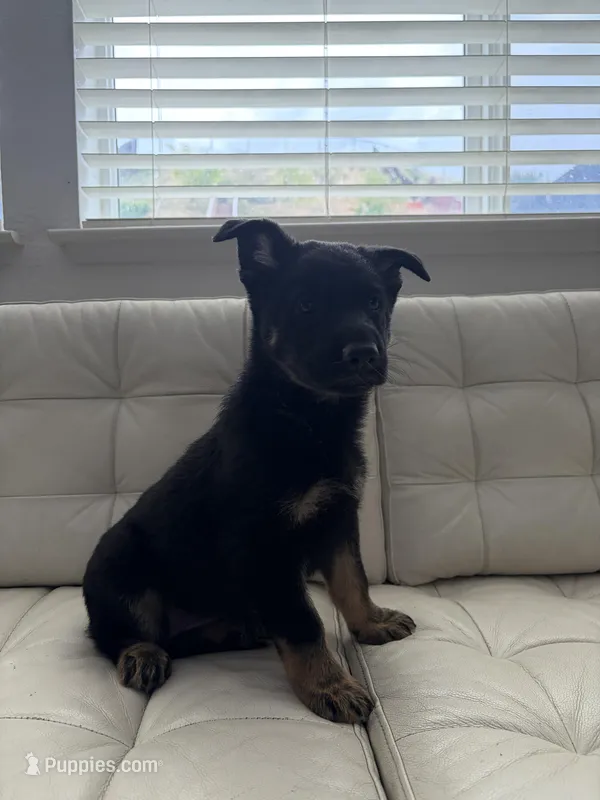 Rin – German Shepherd Dog, Siberian Husky puppy for sale in Antioch, CA