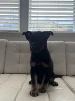 Rin, a female German Shepherd Dog and Siberian Husky for sale in Antioch, CA – Photo 3 of 4