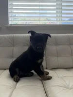 Rin, a female German Shepherd Dog and Siberian Husky for sale in Antioch, CA – Photo 2 of 4