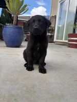 Kaneki, a male German Shepherd Dog for sale in Walnut Creek, CA – Photo 2 of 5