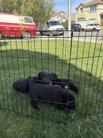 Kaneki, a male German Shepherd Dog for sale in Walnut Creek, CA – Photo 5 of 5