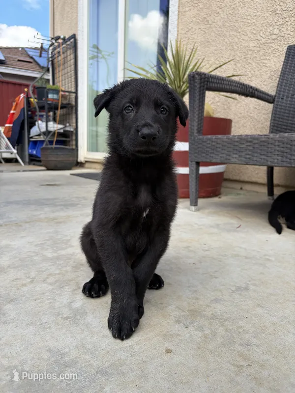 Kaneki – German Shepherd Dog puppy for sale in Concord, CA