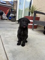 Kaneki, a male German Shepherd Dog for sale in Walnut Creek, CA – Photo 4 of 5