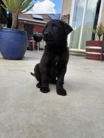 Kaneki, a male German Shepherd Dog for sale in Walnut Creek, CA – Photo 3 of 5