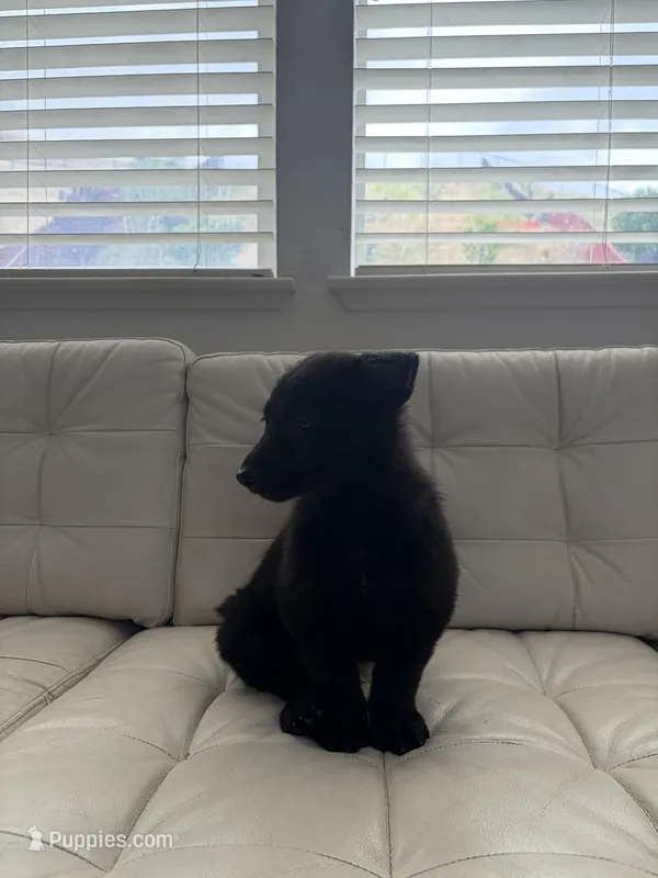 Kairo – German Shepherd Dog, Siberian Husky puppy for sale in Antioch, CA