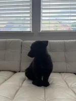 Kairo, a male German Shepherd Dog and Siberian Husky for sale in Antioch, CA – Photo 1 of 4