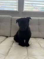 Kairo, a male German Shepherd Dog and Siberian Husky for sale in Antioch, CA – Photo 3 of 4