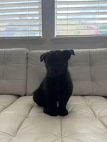 Kairo, a male German Shepherd Dog and Siberian Husky for sale in Antioch, CA – Photo 2 of 4