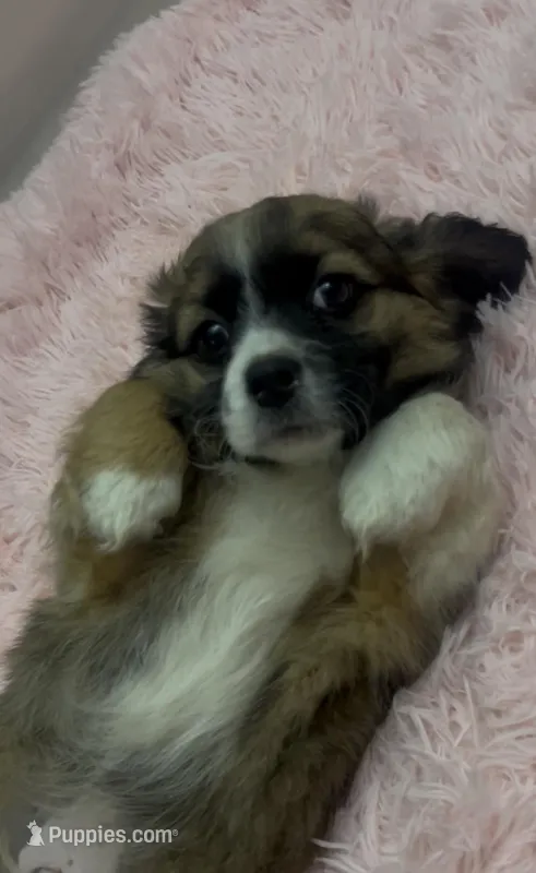 Tank – Shih Tzu puppy for sale in East Rochester, NY