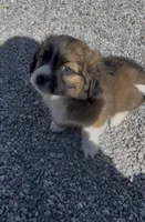 Tank, a male Shih Tzu for sale in East Rochester, NY – Photo 7 of 7