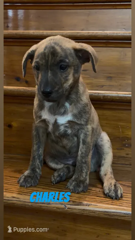 Charles  – Rat Terrier, Pembroke Welsh Corgi puppy for sale in East Rochester, NY