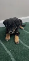Trixie, a female Australian Shepherd and Border Collie for sale in East Rochester, NY – 5 of 5