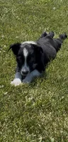 Donna , a female Border Collie for sale in East Rochester, NY – 4 of 6