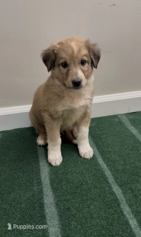 Duke – Australian Shepherd, Border Collie puppy for sale in East Rochester, NY