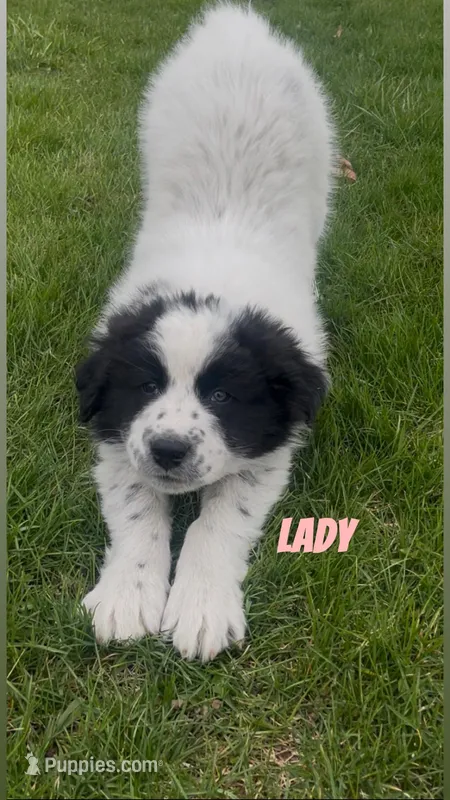 Lady – Border Collie, Great Pyrenees puppy for sale in East Rochester, NY