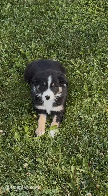Stacy – Australian Shepherd puppy for sale in East Rochester, NY