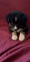 Kimmy, a female Australian Shepherd for sale in East Rochester, NY – 3 of 9