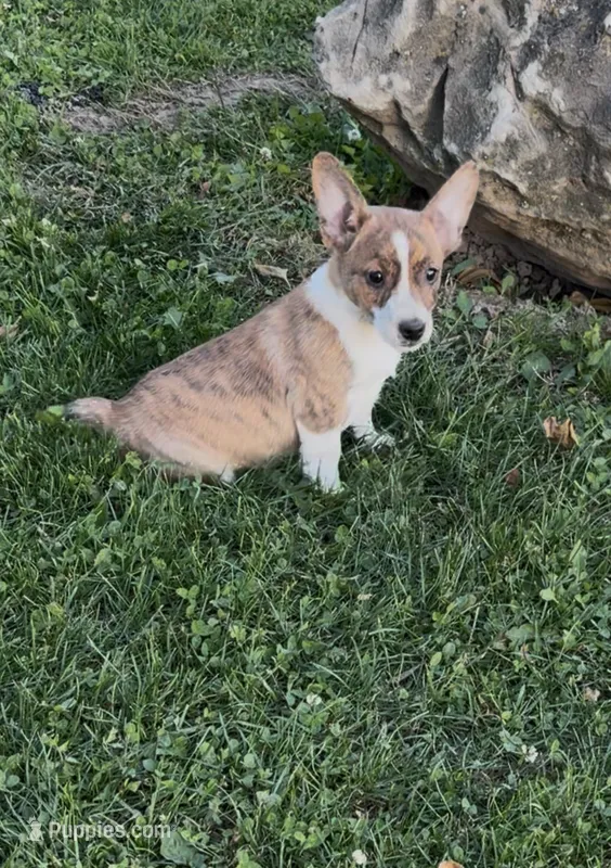 Casey – Rat Terrier, Pembroke Welsh Corgi puppy for sale in East Rochester, NY