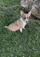 Casey, a male Rat Terrier and Pembroke Welsh Corgi for sale in East Rochester, NY – 1 of 5