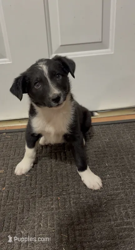 Trixie  – Border Collie puppy for sale in East Rochester, NY