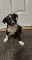 Trixie , a female Border Collie for sale in East Rochester, NY – 1 of 5