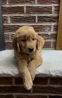 Rover , a male Golden Retriever for sale in East Rochester, NY – 4 of 4