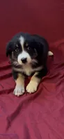 Stacy, a female Australian Shepherd for sale in East Rochester, NY – 4 of 4