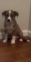 Gabby, a female Australian Cattle Dog and Australian Shepherd for sale in East Rochester, NY – 3 of 5
