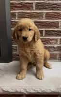 Rover , a male Golden Retriever for sale in East Rochester, NY – 2 of 4