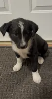 Trixie , a female Border Collie for sale in East Rochester, NY – 2 of 5