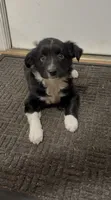 Tammy, a female Border Collie for sale in East Rochester, NY – 3 of 4