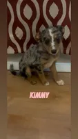 Kimmy, a female Australian Shepherd and Poodle - Miniature  for sale in Webster, NY – Photo 2 of 7