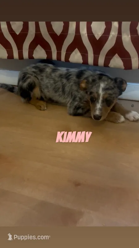 Kimmy – Australian Shepherd, Poodle - Miniature  puppy for sale in Webster, NY