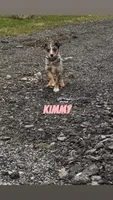 Kimmy, a female Australian Shepherd and Poodle - Miniature  for sale in East Rochester, NY – Photo 3 of 9