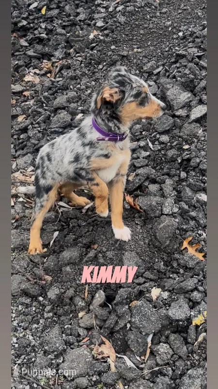 Kimmy – Australian Shepherd, Poodle - Miniature  puppy for sale in East Rochester, NY