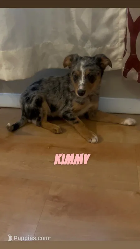 Kimmy – Australian Shepherd, Poodle - Miniature  puppy for sale in Webster, NY