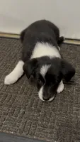 Lacy, a female Border Collie and Miniature American Shepherd for sale in East Rochester, NY – 8 of 8